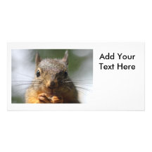 Cute Squirrel Smiling Photo Photo Card Template