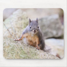 Cute Squirrel Staring Mouse Pads