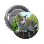 Cute Stray Cat In Cambridge Buttons