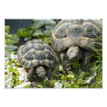 Cute Turtles Art Photo
