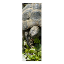 Cute Turtles Business Card Template