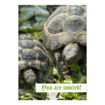 Cute Turtles Custom Invitations