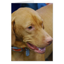 Cute Vizsla Dog Greeting Cards