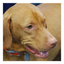 Cute Vizsla Dog Personalized Invitations