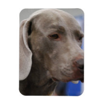 Cute Weimaraner Flexible Magnet