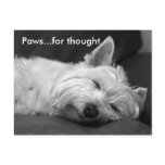 Cute Westie Postcards