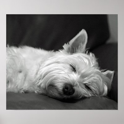 Cute Westie (West Highland Terrier) Dog Poster by flowercarole