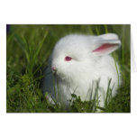 Cute White Baby Rabbit Smells Pink Flower Card