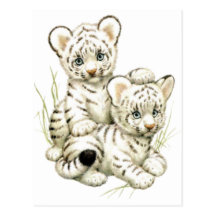 Cute White Tiger Cubs Post Card