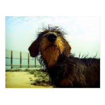 Cute wiredhair Dachshund at the beach Postcards