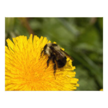 Cute Worker Bee Photograph