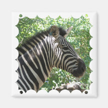 Cute Zebra Square Magnet