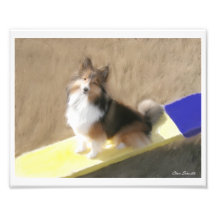 CuteShetland Sheepdog sitting on a teeter Art Photo