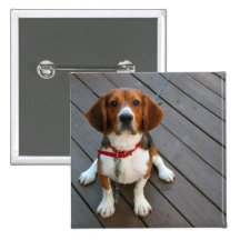 Cutest Beagle Dog Ever Pins