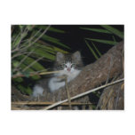 Cutest Kitten in the Wild Postcards