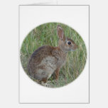 Cutest little tan and white bunny cards