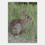 Cutest little tan and white bunny cards