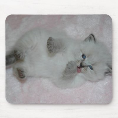 Cutest SibKitten Mousepad - Customized by ArtistNikki