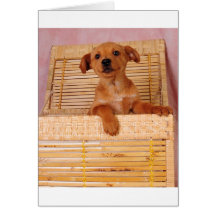 Cutie in a basket card