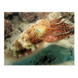 Cuttlefish, Great Barrier Reef, Cairns, Australia Post Cards