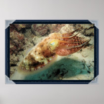 Cuttlefish, Great Barrier Reef, Cairns, Australia