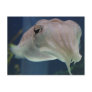 cuttlefish post card