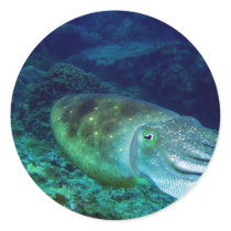 cuttlefish round stickers