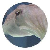 Cuttlefish stickers