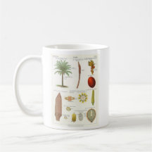 Cycad Coffee Mugs