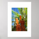 Cycas rumphii, Oil painting Print
