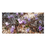 Cyclamen Photo Card