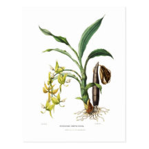 Cycnoches ventricosum postcard