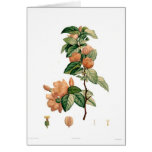 Cydonia japonica Pierre-Joseph Redouté Cards