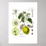 Cydonia vulgaris (Quince) Posters