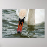 Cygne Posters