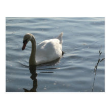 Cygne blanc cartes postales