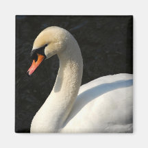 Cygne muet aimants