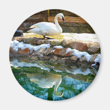 Cygne muet et réflexion magnets pour réfrigérateur