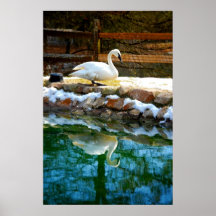 Cygne muet et réflexion posters