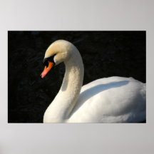 Cygne muet posters