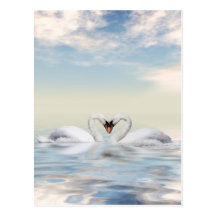 Cygnes affectueux cartes postales