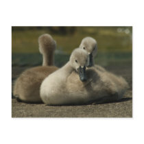 cygnets post cards