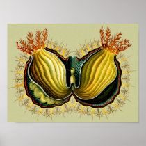 Cynthia melocactus, Ernst Haeckel