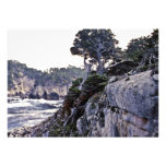 Cyprès de Monterey sur le promontoire Faire-part Personnalisé