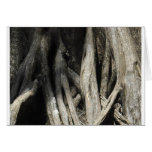Cypress embrouillé carte de vœux