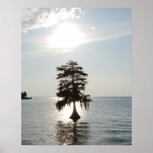 Cypress in the Sun Posters