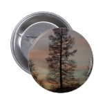 Cypress in the sunrise pinback buttons