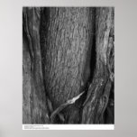 Cypress Tree Bark, UC Santa Cruz, 1963 Poster