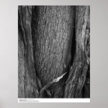 Cypress Tree Bark, UC Santa Cruz, 1963 Poster
