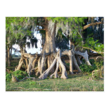 Cypress Tree Post Card